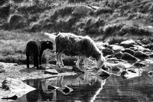 A mother on the mountain, B&W,A3