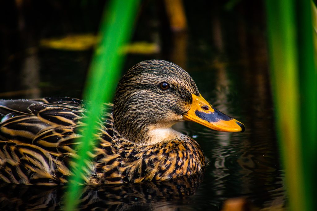 Photography for sale wigan